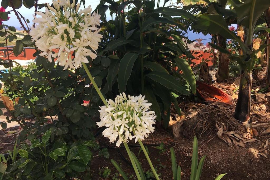 Finca La Romera La Orotava Kültér fotó